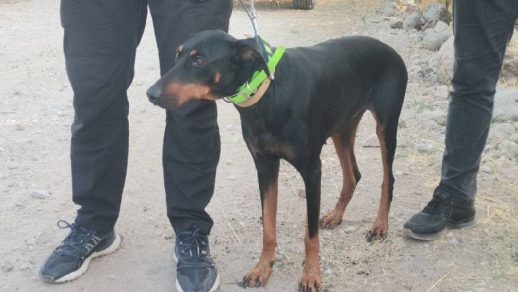 Berzeg'i arama çalışmalarında dikkat çeken detay! Köpeği her defasında eve döndü 3